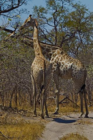 252 Linyanti, giraffen.jpg